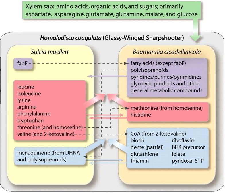 metabolikus funkciók