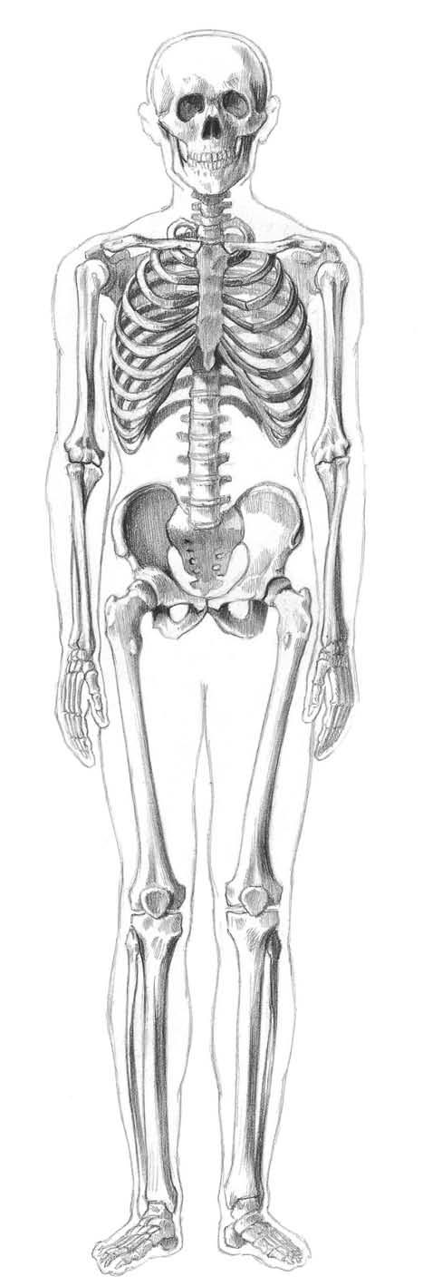 A CSONTVÁZRENDSZER A csontvázrendszer az ember testének belső szilárd váza, zsigeri szerveinek védőburka, egyben a mozgás passzív szerve.