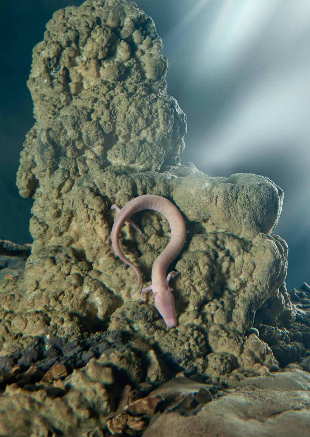 Speleobiologija je biološka veda o življenju živali v podzemlju.