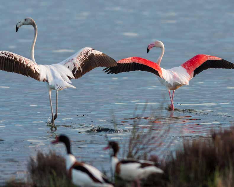 Po Delta Park Riviera Nos amis les oiseaux A l aube, ils s occupent de leurs petits, puis s en vont à la recherche de nourriture, ils barbotent ensuite dans l eau pour finalement se laisser bercer