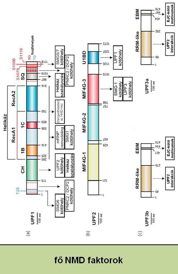 4. ábra. Az NMD fő faktorainak domén szerkezete. (a) Az UPF1 sematikus domén szerkezete, az egyes domének feladata, a rajtuk található azonosított kötőhelyek, és S/TQ foszforilációs motívumok.