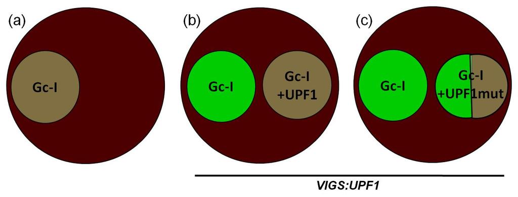 fehérjében teszteltük, amelyikből hiányzott a C-terminális rész (U1ΔC). VIGS segítségével UPF1- csendesített N. benthamiana növényeket hoztunk létre.