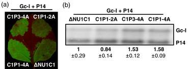 treonint alaninra cseréltük. (b) (c) Az UPF1 C1 mutánsok VIGS-komplementációs vizsgálata.