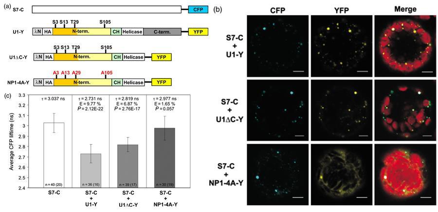 kollégáim MS vizsgálata is megerősítette (5. melléklet) (Kerenyi F. et al., 2013).