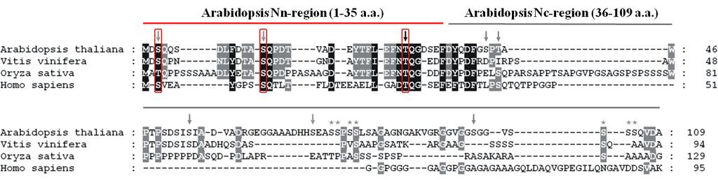 M4. Az Arabidopsis, szőlő, rizs és humán UPF1 N- és C-terminális régióinak összehasonlítása Az UPF1 N-terminális régiója szekvenciáinak összehasonlítása.