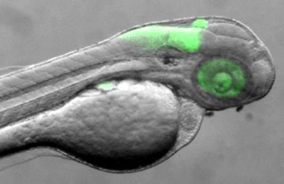 Jelzővegyületek fluoreszcens