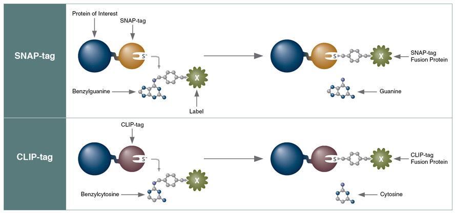 TAG-ek: Snap and Clip tags 12 O-6-Methylguanine-DNA