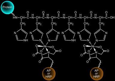 18 Unnatural sequences of natural functions Nitrilotriacetic acid (NTA)