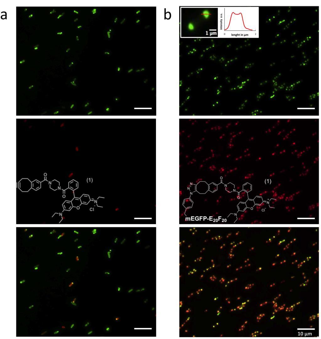 Mesterséges organellumok önszerveződése, jelölése