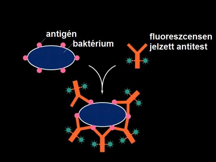 Jelzett