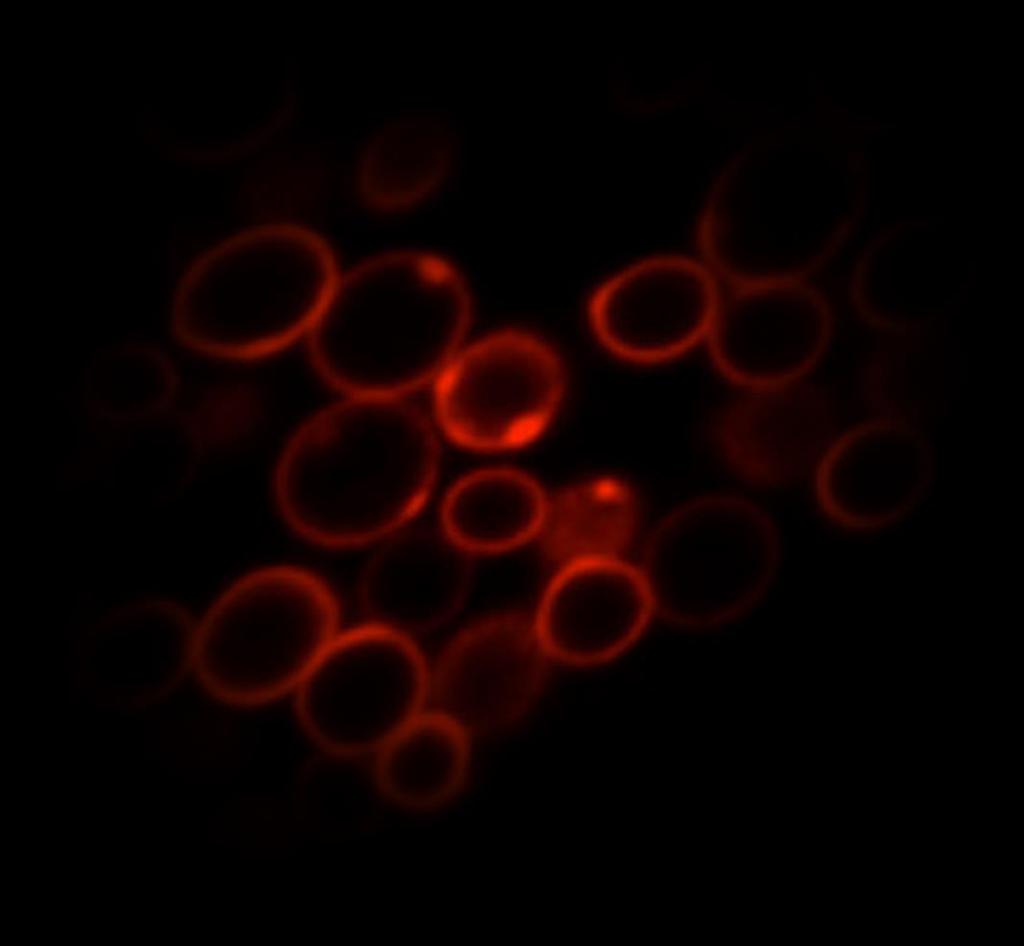 Fluorogén jelzések 1,00 Normalized fluorescence