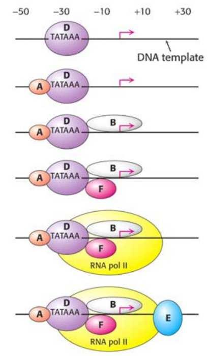 A transzkripciós faktorok gyülekezése A TF II D tartalmazza a TATA-box-kötő fehérjét (TATA-box binding protein = TBP) VIDEÓK!