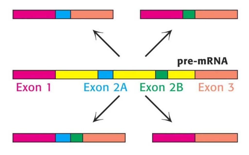 Az alternatív splicing segítségével egy génről több fehérje is keletkezhet Korábban volt egy példa alternatív splicing-ra