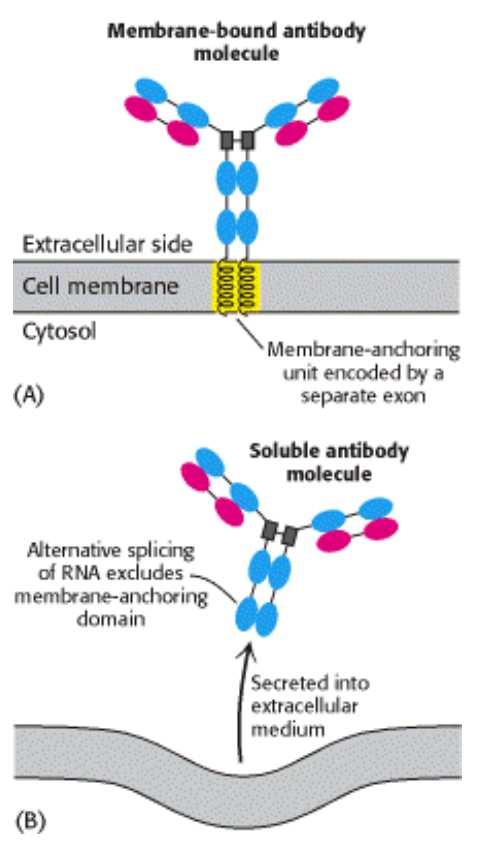 Az antigén kötődése aktiválja a B- sejteket, amik érési folyamaton mennek keresztül.