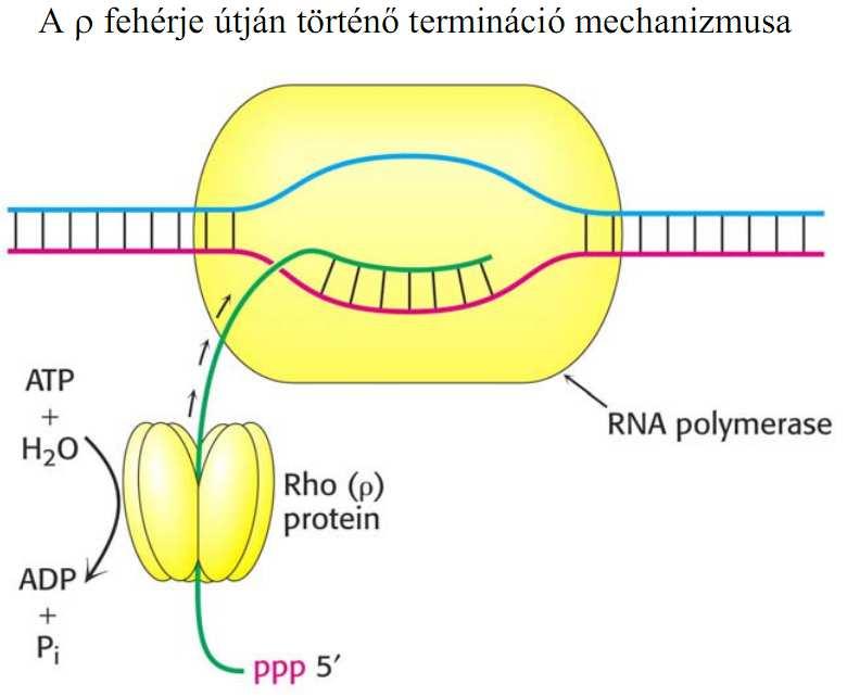 Termináció I. fehérje független Terminátor: Hajtű (hairpin) A keletkező RNS molekulán alakul ki! 13 Termináció II.