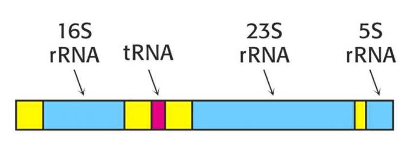 Prokariótákban az mrns nem módosul a transzkripció után, viszont a rrns-ek és trns-ek primer transzkriptumai igen A rrns-ek és az egyik