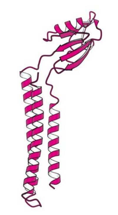 Termináció Az RF1 és RF2 a stop kodonokat ismeri fel. Hasonlítanak a trns szerkezetéhez! Új aminosav helyett vízmolekulát visznek a szintézis helyére, ezzel szabaddá válik a polipeptid lánc.