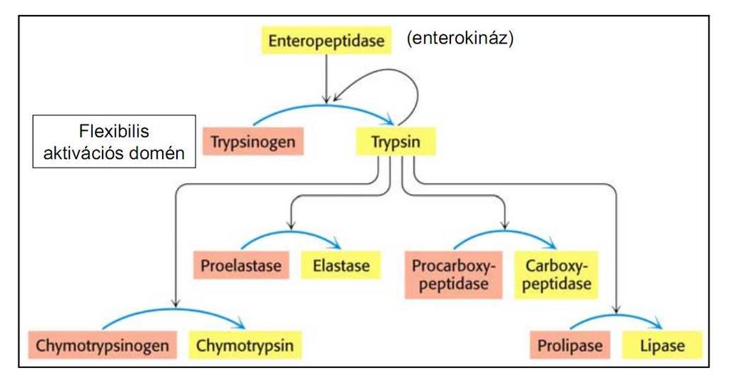 Az emésztő enzimek aktivációja Tripszin, kimotripszin, elasztáz szerinproteázok Inaktív előalak: proenzim, vagy zimogén Pl.