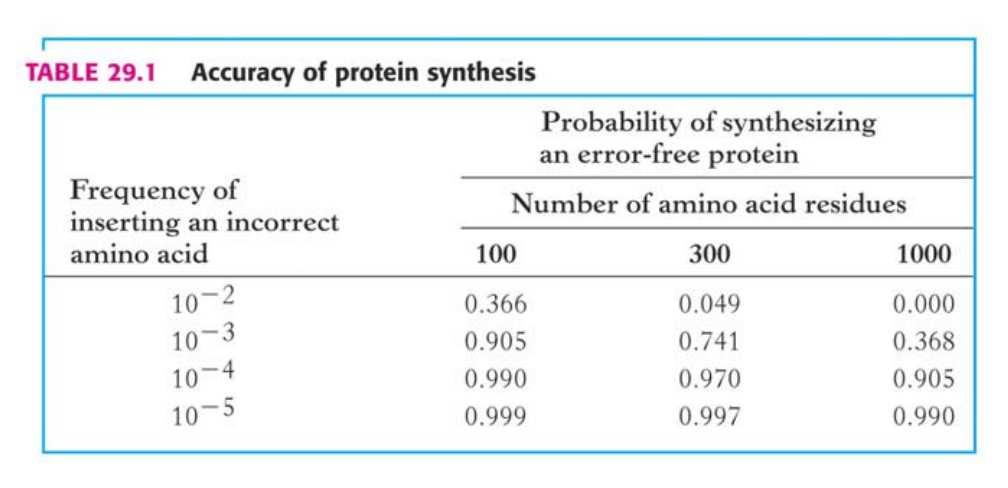 A fehérjeszintézis folyamata és enzimei Lépések: Aminoacil-tRNS-ek szintézise Iniciáció (kezdés) Elongáció (láncnövekedés) Termináció (láncvégződés) Enzimek, faktorok: Aminoacil-tRNS szintetázok
