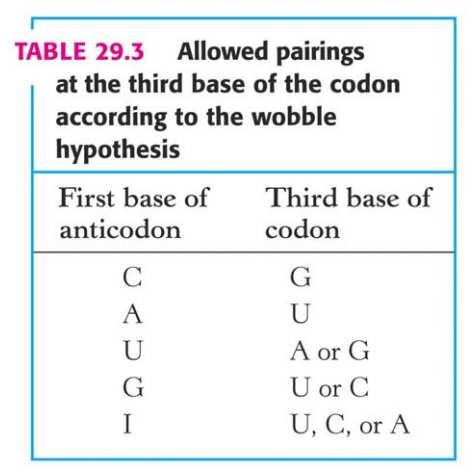 Az antikodon 3. bázisa többféle kodonnal képezhet párt Wobble hypothesis ( lötyögési elmélet) Tehát nem kell annyiféle trns típus ahány kodon van, de legalább annyiféle kell ahány aminosav van. (Kb.