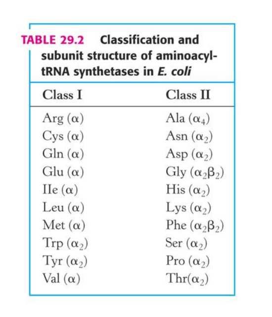 Az aminoacil-trns szintetázok a genetikai kód valódi felismerői