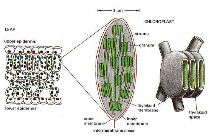 KLOROPLASZTISZ - szerkezet Külső és belső membrán Tilakoid: lapos korong alakú