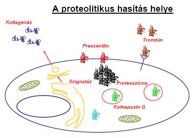A proteolitikus hasítás