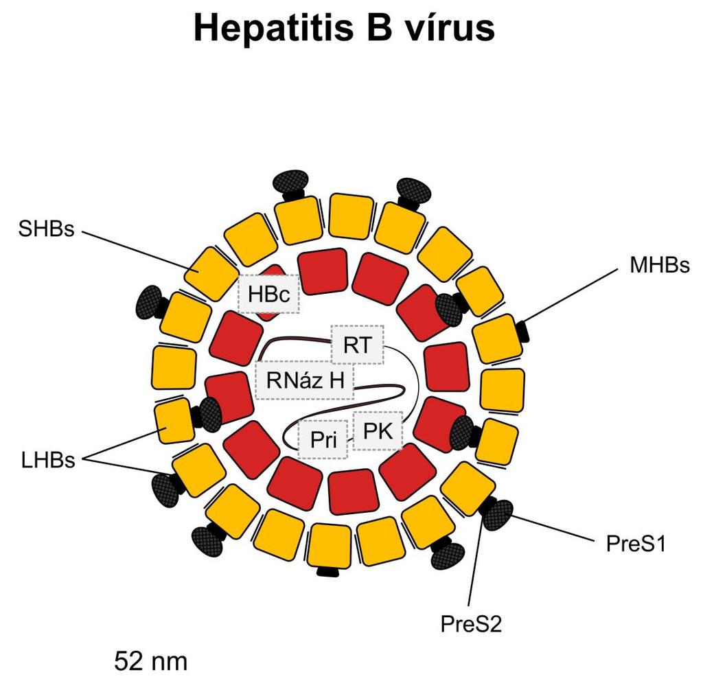 A hepatitis B vírus