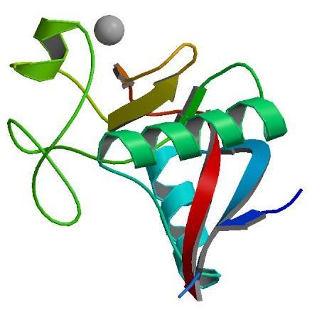 A TNF alfát gátló fehérjeterápiás készítmények hatása Adalimumab Infliximab Golimumab Cetrolizumab pegol monoklonális