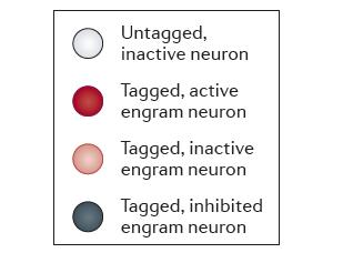 zöld lézzerre): A kondícionált félelmi reakció során korábban aktiválódott neuronok (laterális