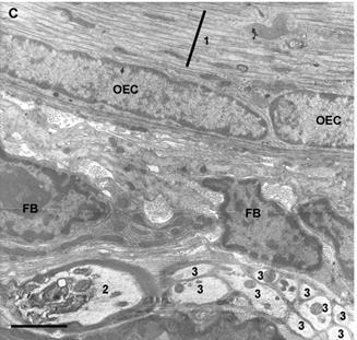 Olfactory nerve ensheating cells (ONEC, OEC) Cross-section of the embryonic chicken olfactory bulb showing