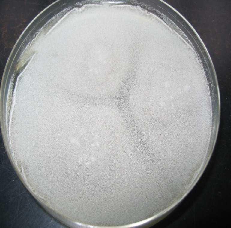 KÓROKOZÓBAN