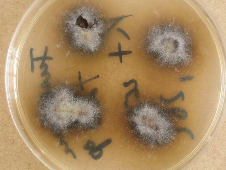 GABONASIKLÓ SZUBKUTÁN TÁLYOG, IDÜLT DERMATITIS Tamponminta transzport táptalajban.