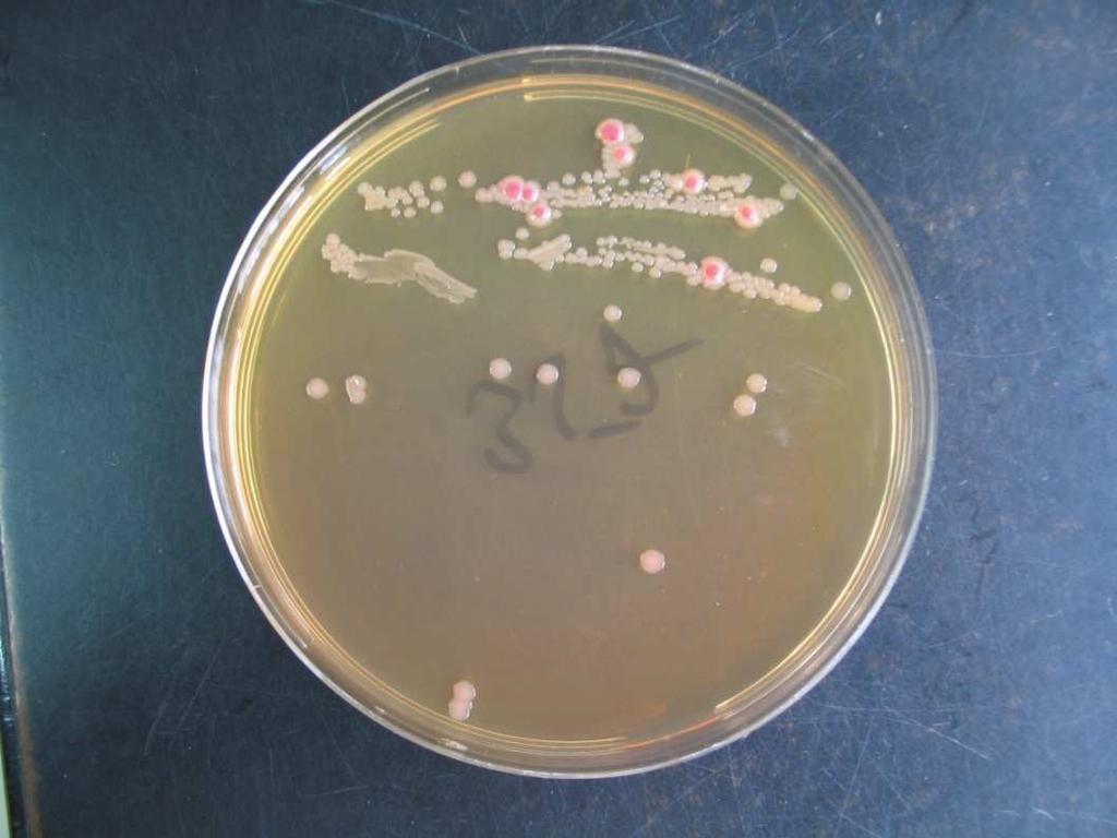 .. csincsilla