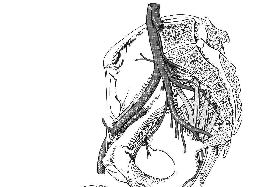 48 3) A. ilica interna alsó végtaghoz tartozó ágai: rr. parietales a. iliolumbalis anastomosis: a.