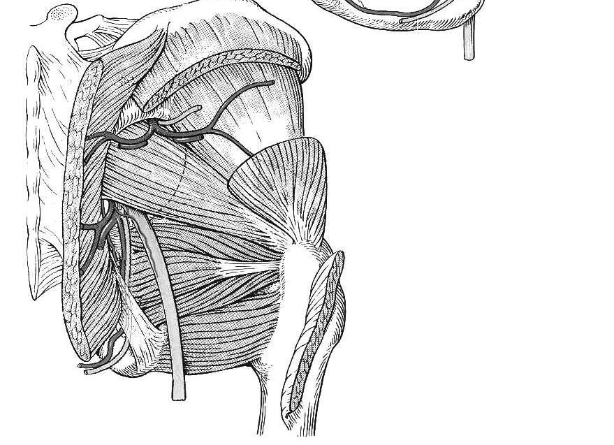 (hiatus suprapiriformis) a. glutea inf. (hiatus infrapiriformis) a. commitans nervi ischiadici a.