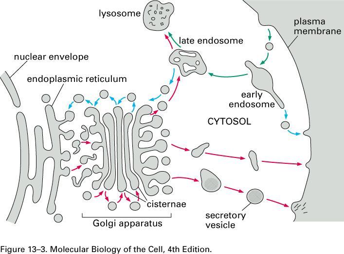 The synapse has adapted forms of