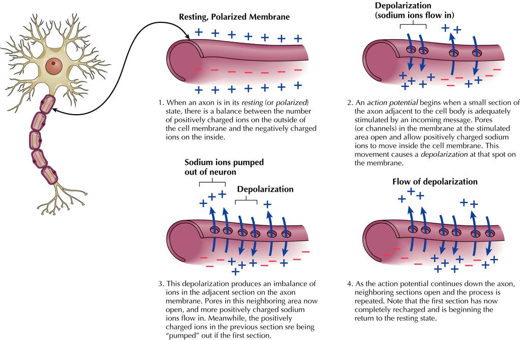 The Action Potential 2004 John Wiley &