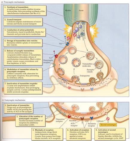 Drug Effects on