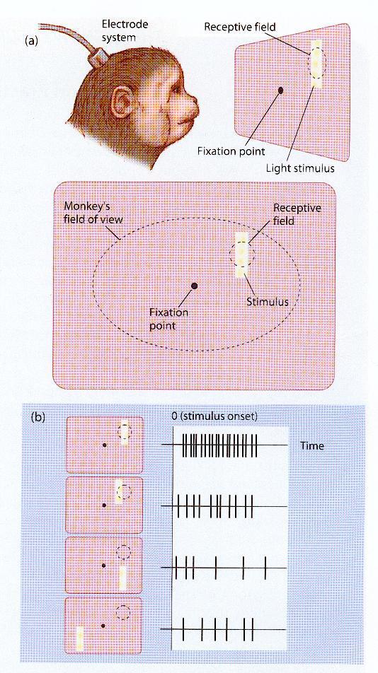 Receptive Fields Place an electrode near a cell in a monkey brain Make the monkey stare at a fixation spot without moving its eyes Stimulate various regions of visual space A cell will respond to