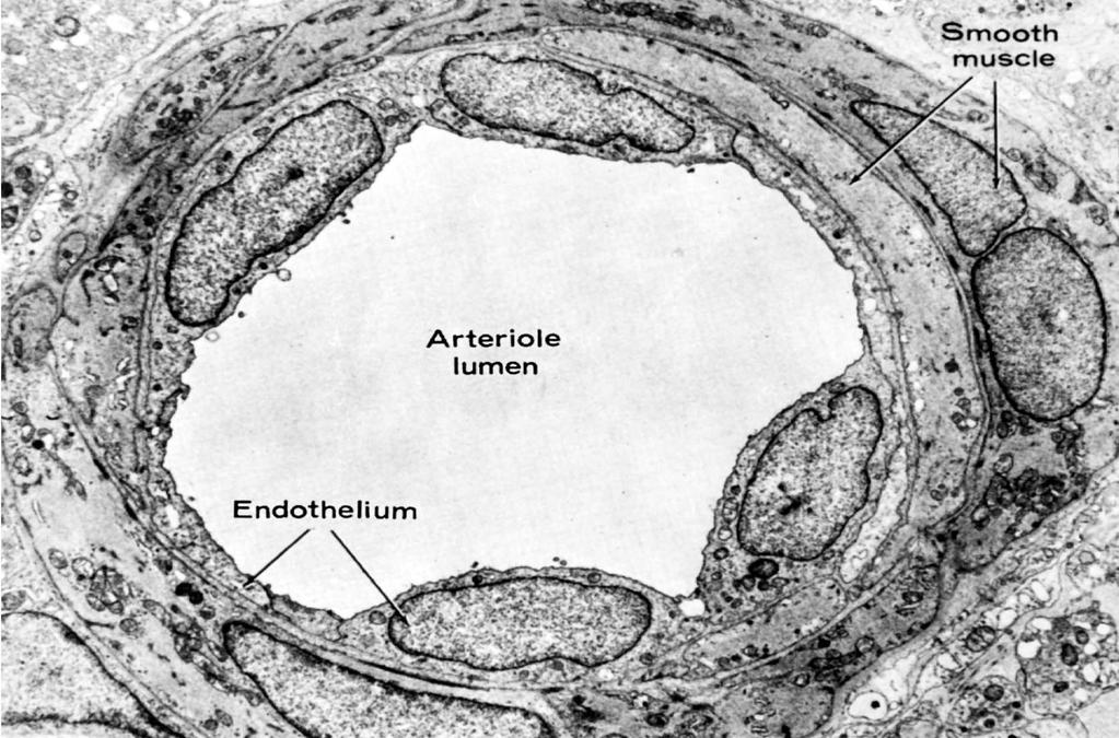 Arteriola elektronmikroszkópos szerkezete: az
