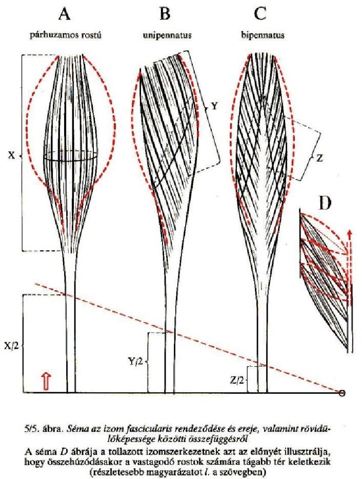 quadriceps izmok Intersectiones tendineae Fusiformis