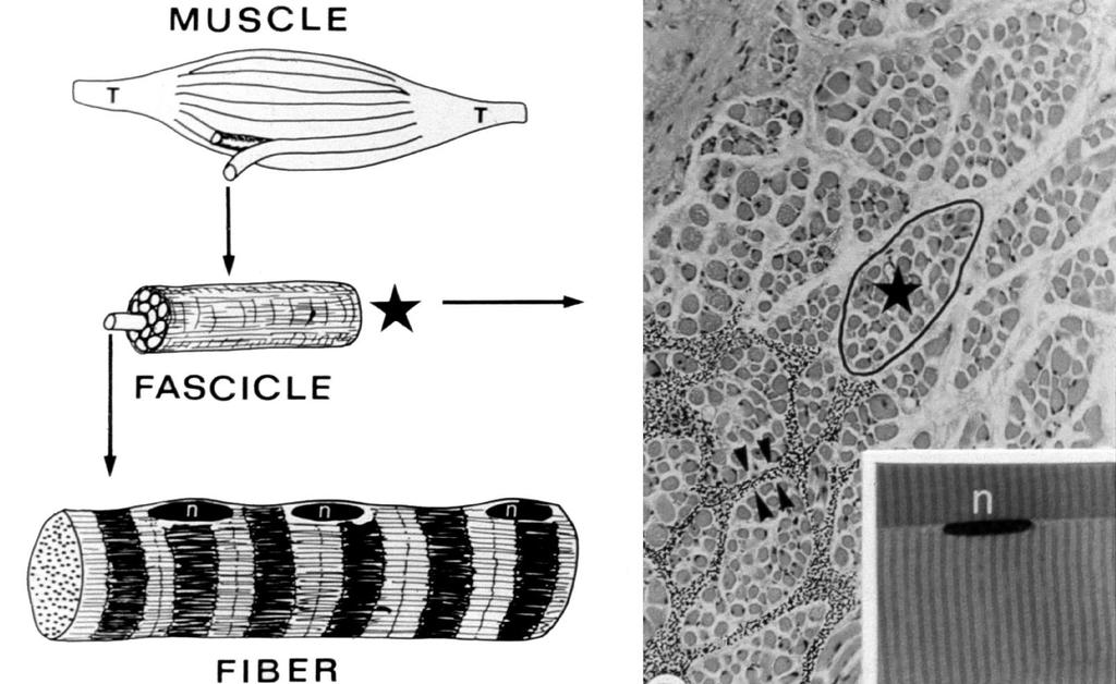 IZOM FASCICULUS IZOMROST