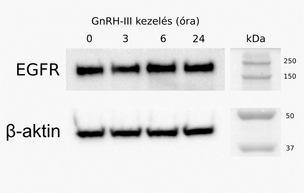 GnRH-III kezelés