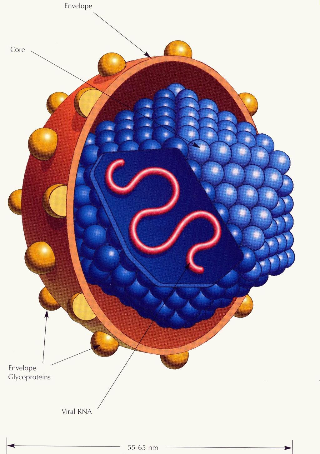 Core Envelope HCV Envelope