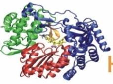 Direct-acting antivirals, DAAs 5 NTR Structural Proteins Non-Structural proteins 3 NTR Capsid Envelope