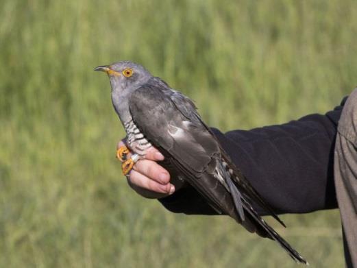 (Gyűrűzők: Csibrány Balázs, Tokody Béla) The first Common Cuckoos (Cuculus canorus) of the ringing station were captured in 6, two adults at the same time.