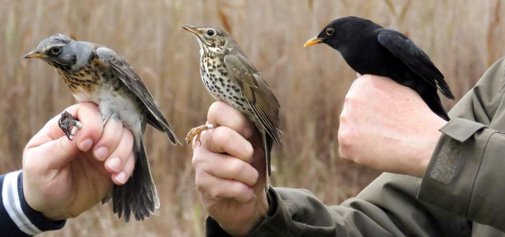 (Ringers: Orsolya Kiss, Béla Tokody) Fenyőrigó (Turdus pilaris), énekes rigó (Turdus philomelos) és fekete rigó (Turdus merula). A Fieldfare, a Song Trush and a Common Blackbird.