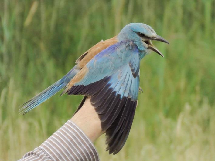 A FOT mellett költő szalakóta (Coracias garrulus) pár egyik tagját idén sikerült megfogni az egyik csatornahálóval, ennek a színpompás madárfajnak szintén nem volt korábban adata a gyűrűzőállomáson.