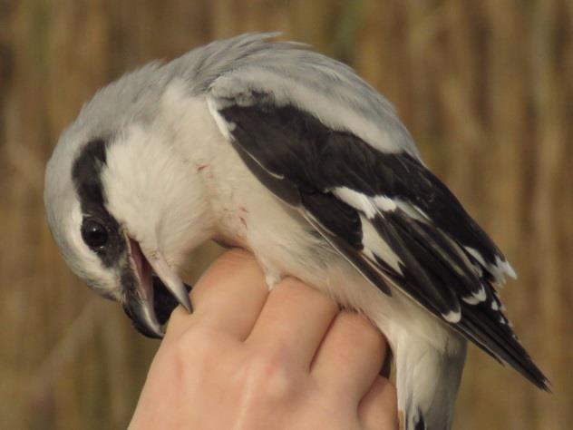 (Gyűrűző: Csibrány Balázs, Tokody Béla) Two Great Grey Shrikes (Lanius excubitor) were captured in